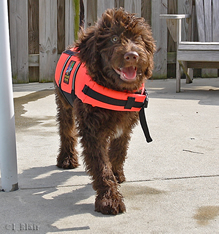 Goldendoodle